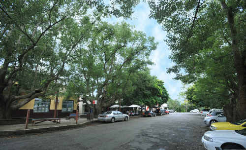 Bellingen’s Church St revamp begins with the removal of a camphor laurel tree. Bellingen’s Church St revamp begins with the removal of a camphor laurel tree.